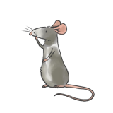 Maus